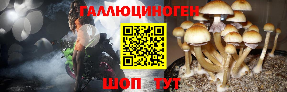 Галлюциногенные грибы Psilocybe  купить закладку  Астрахань  Вход с VPN 
